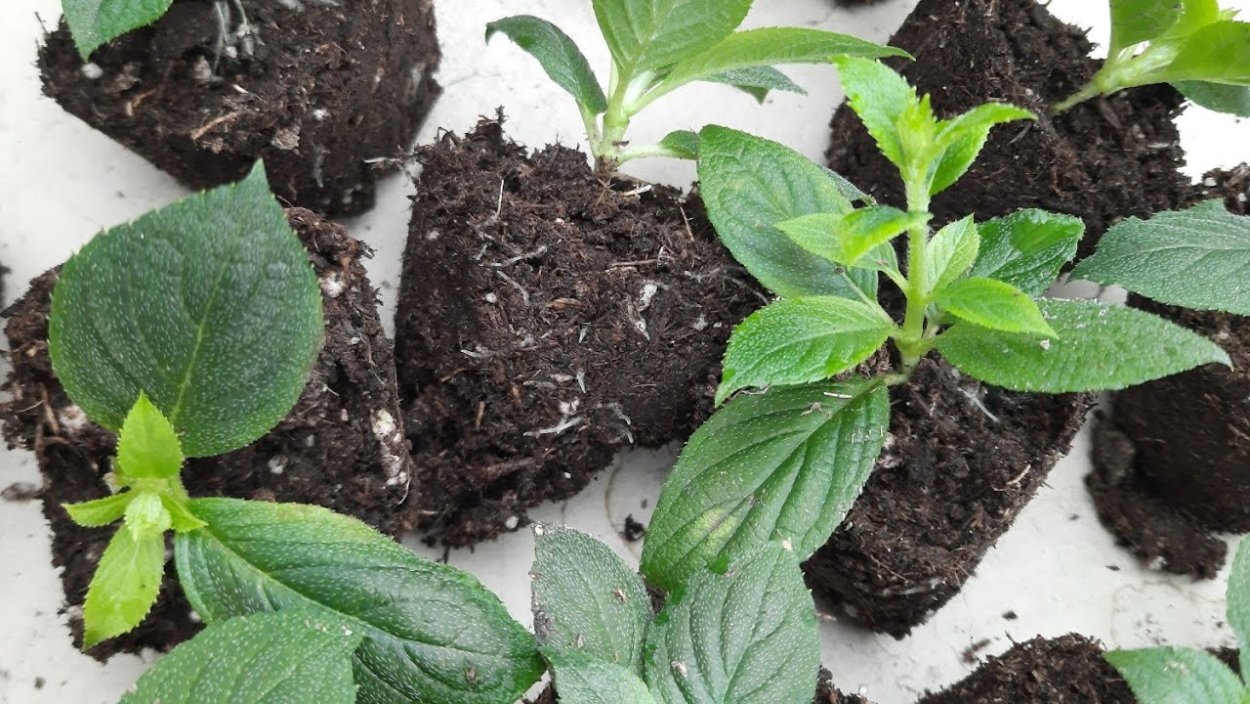 Гортензия метельчатая Ванилла Фрейз куст