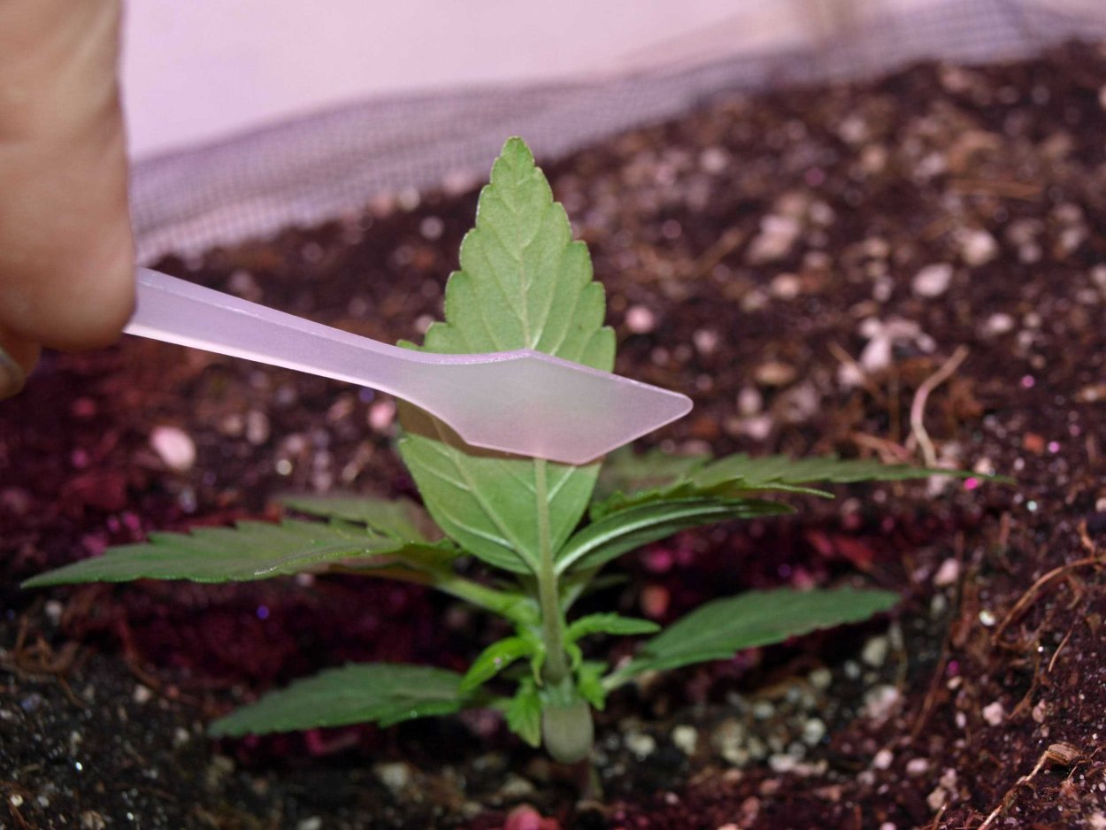 Черенкуем одревесневшие черенки гортензии