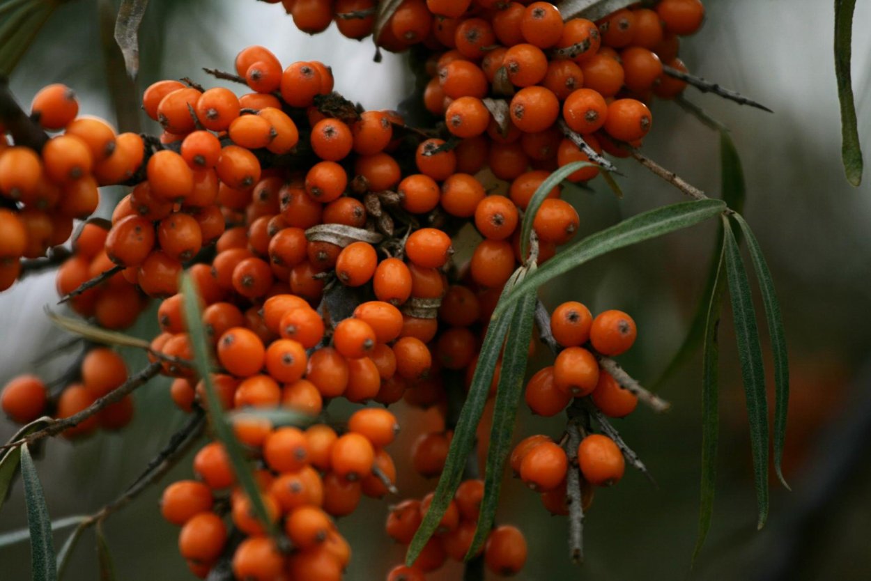 Sea-Buckthorn гроздь