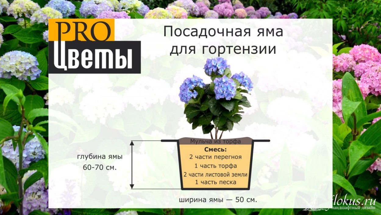 Обрезка гортензии метельчатой