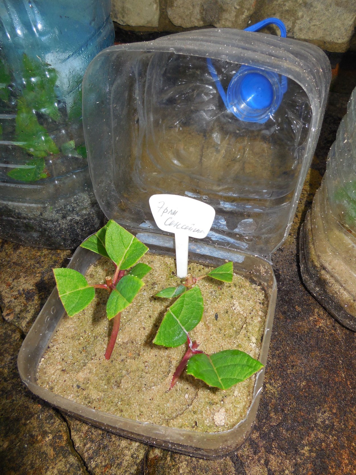 Черенки цветов на стене