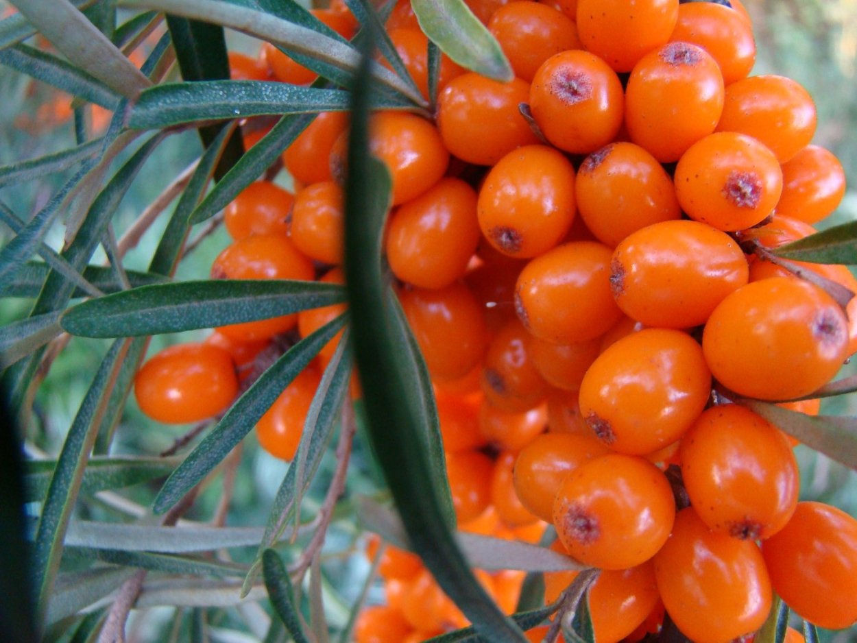 Облепиха Hippophae rhamnoides