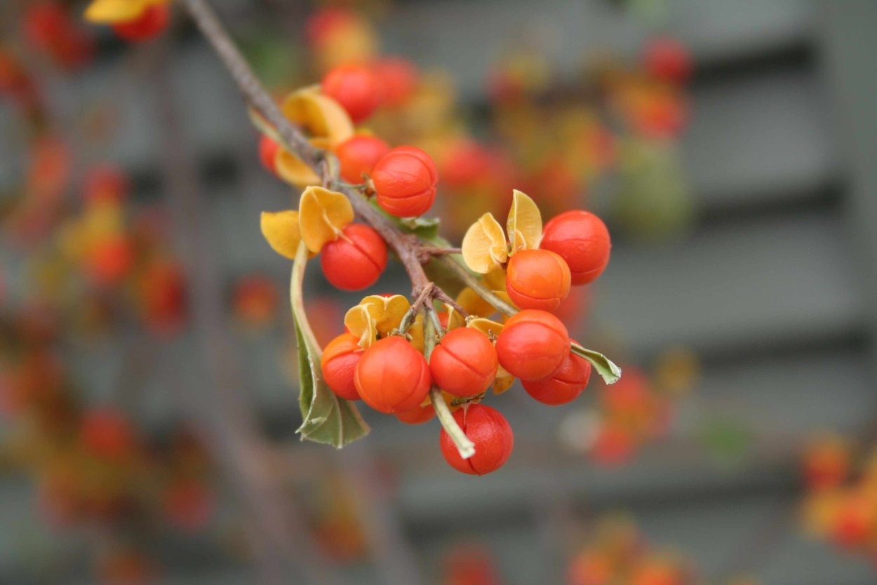 Семена паслен оранж Берри