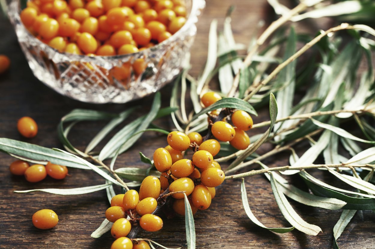 Пираканта съедобная