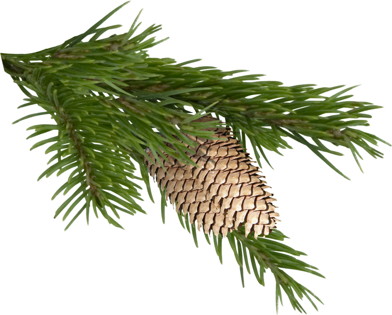 Еловая, Пихтовая, Сосновая лапы