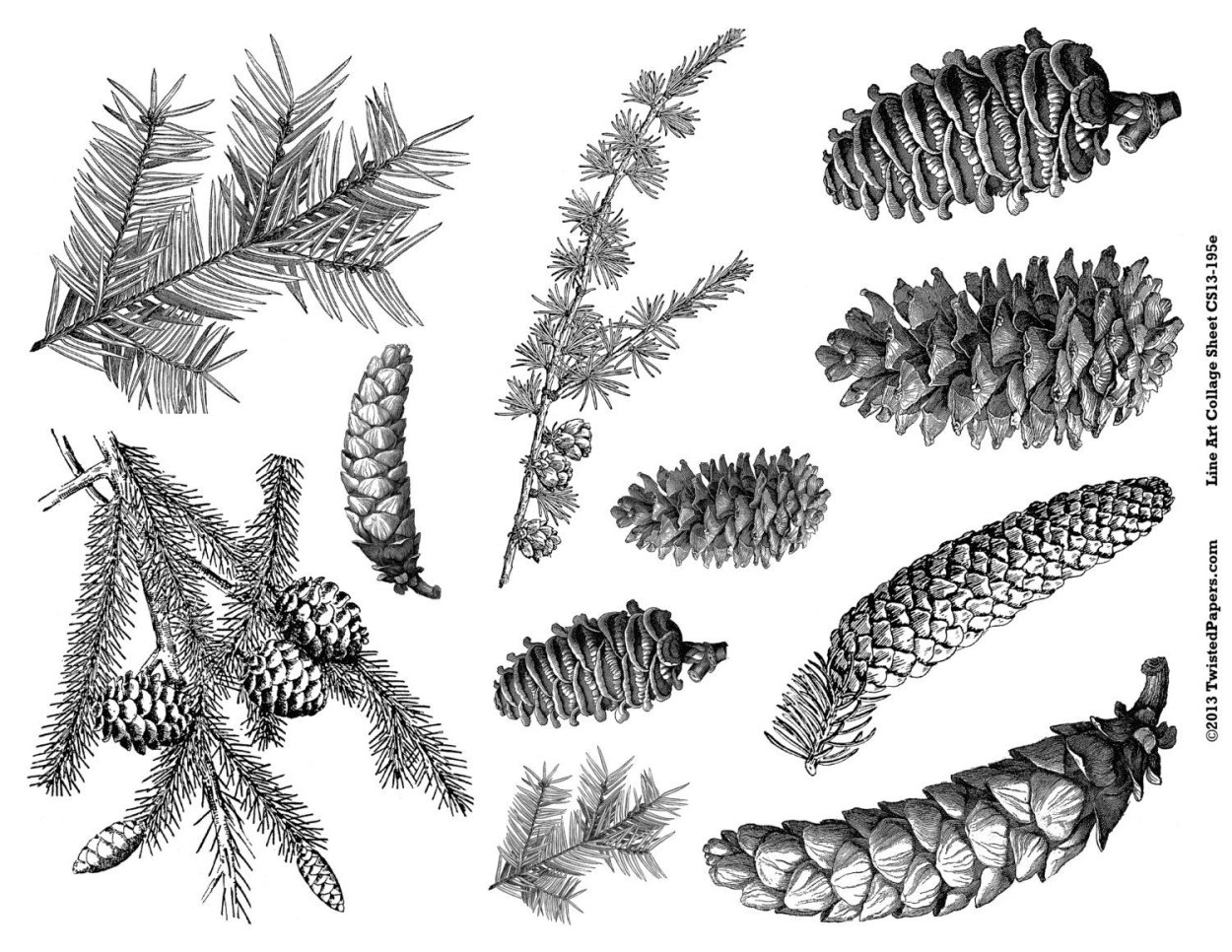 Гравюра шишки