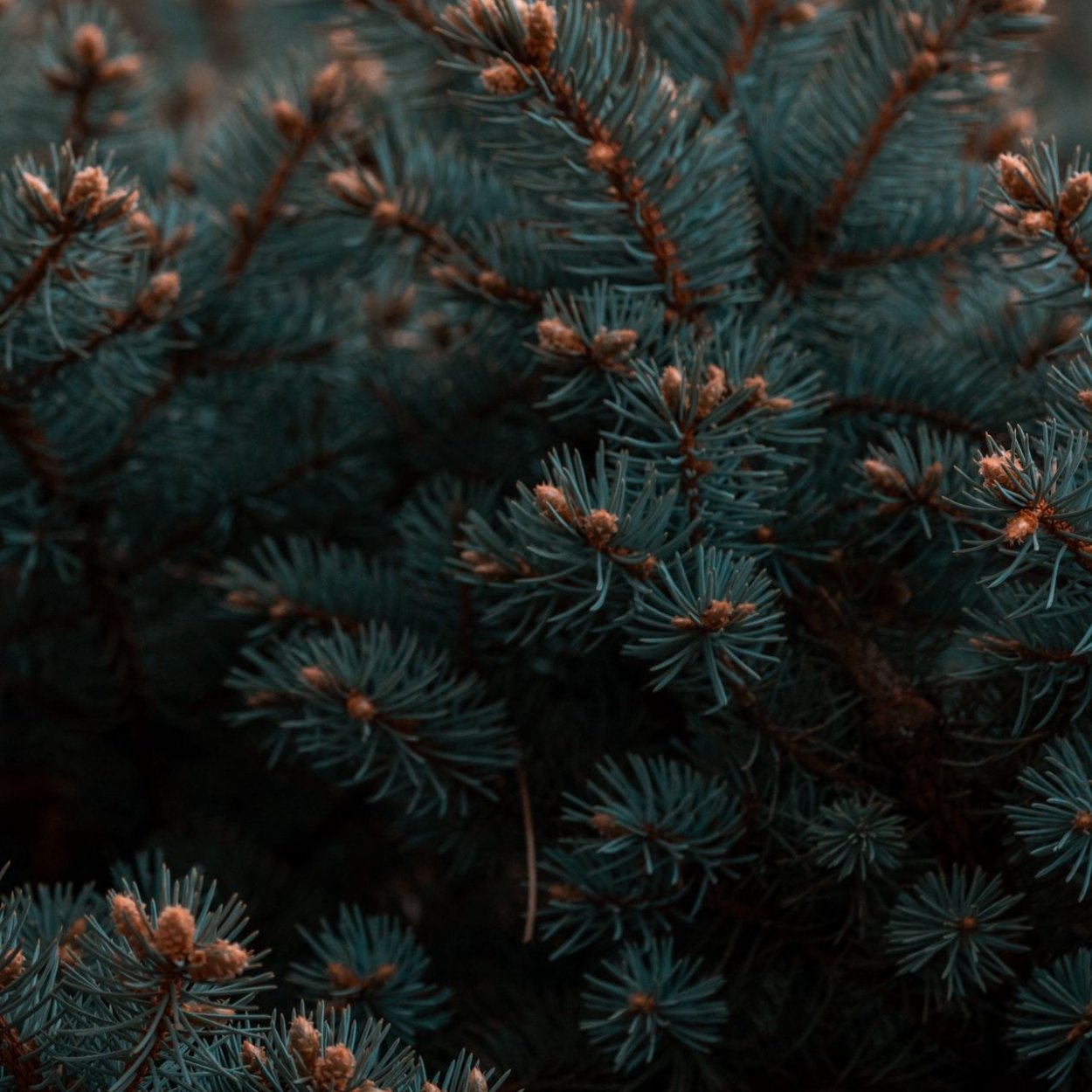 Ель Эстетика