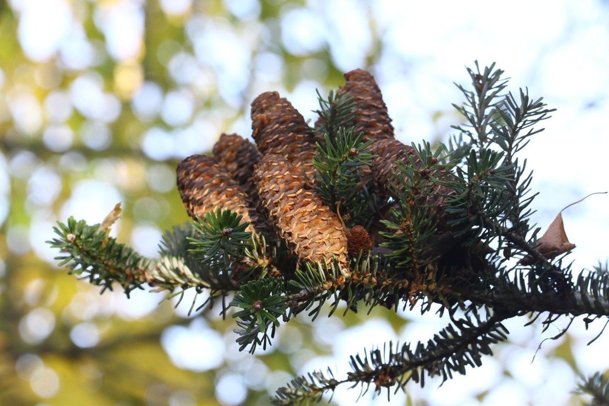 Пихта обыкновенная хвоя