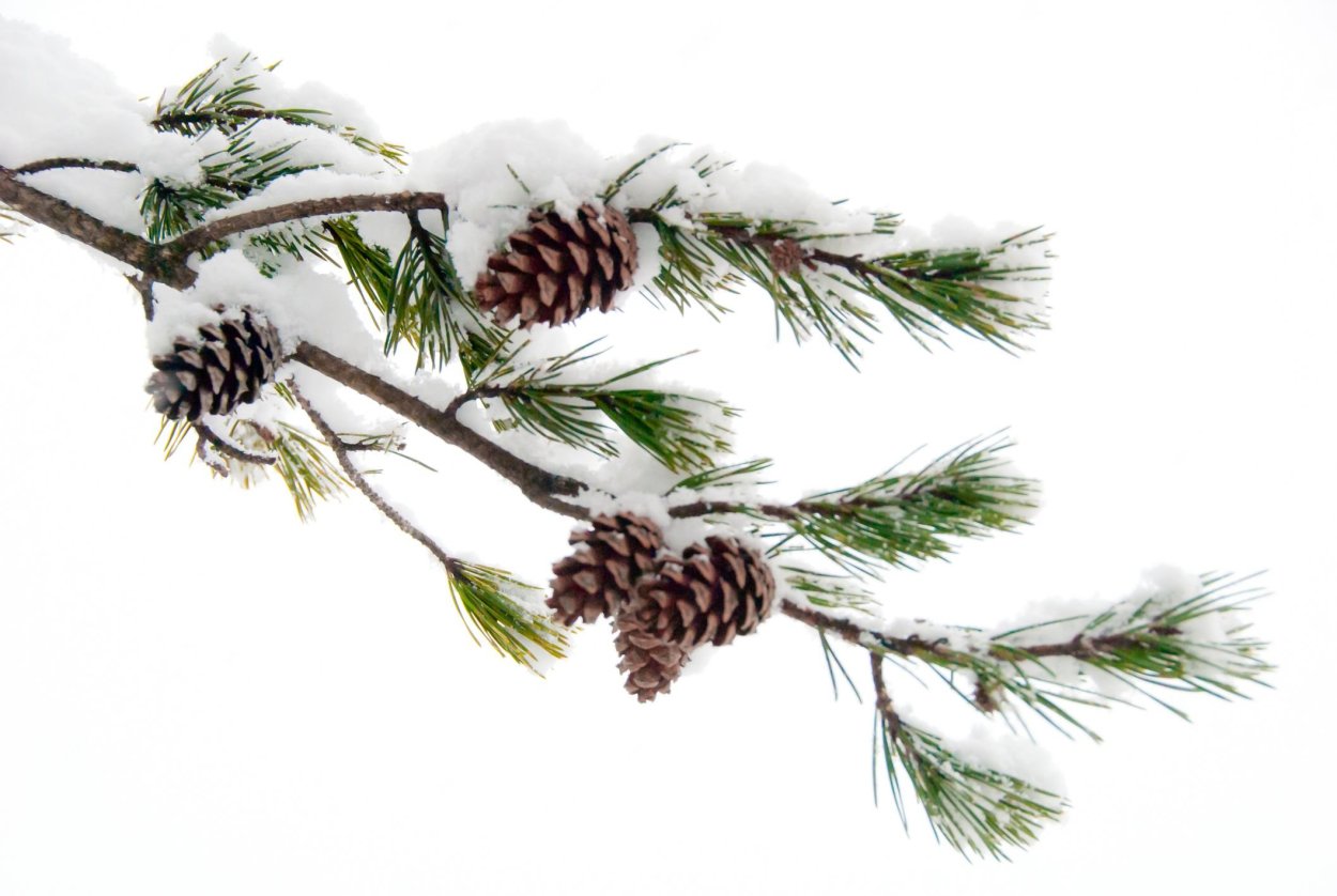 Ветки в снегу на прозрачном фоне