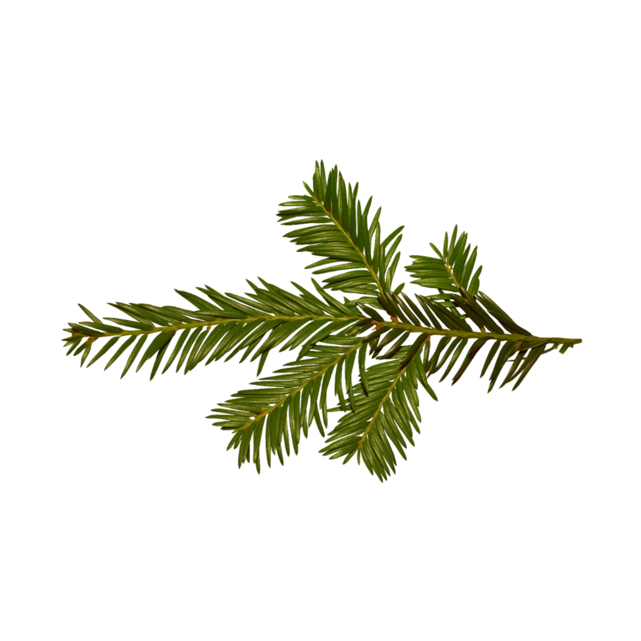 Елочная ветка