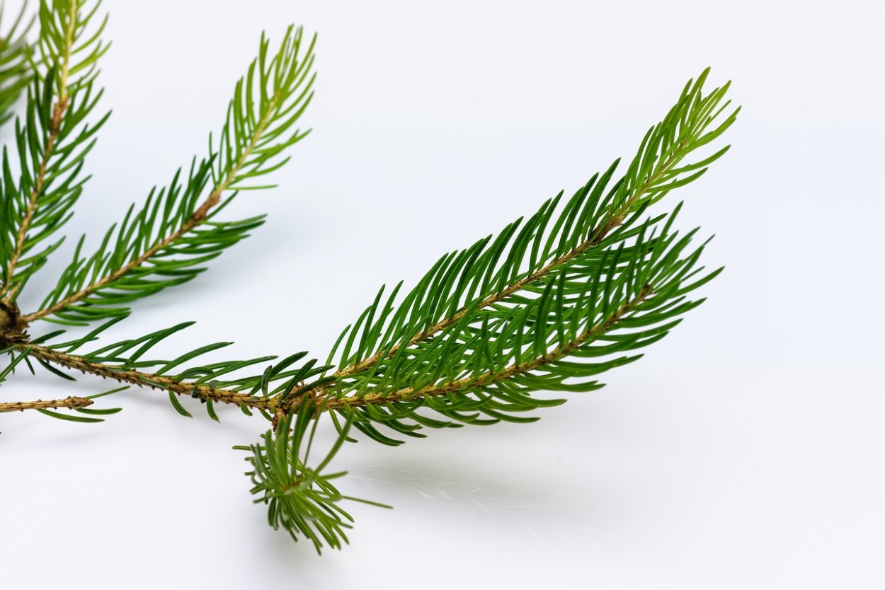 Веточка хвои