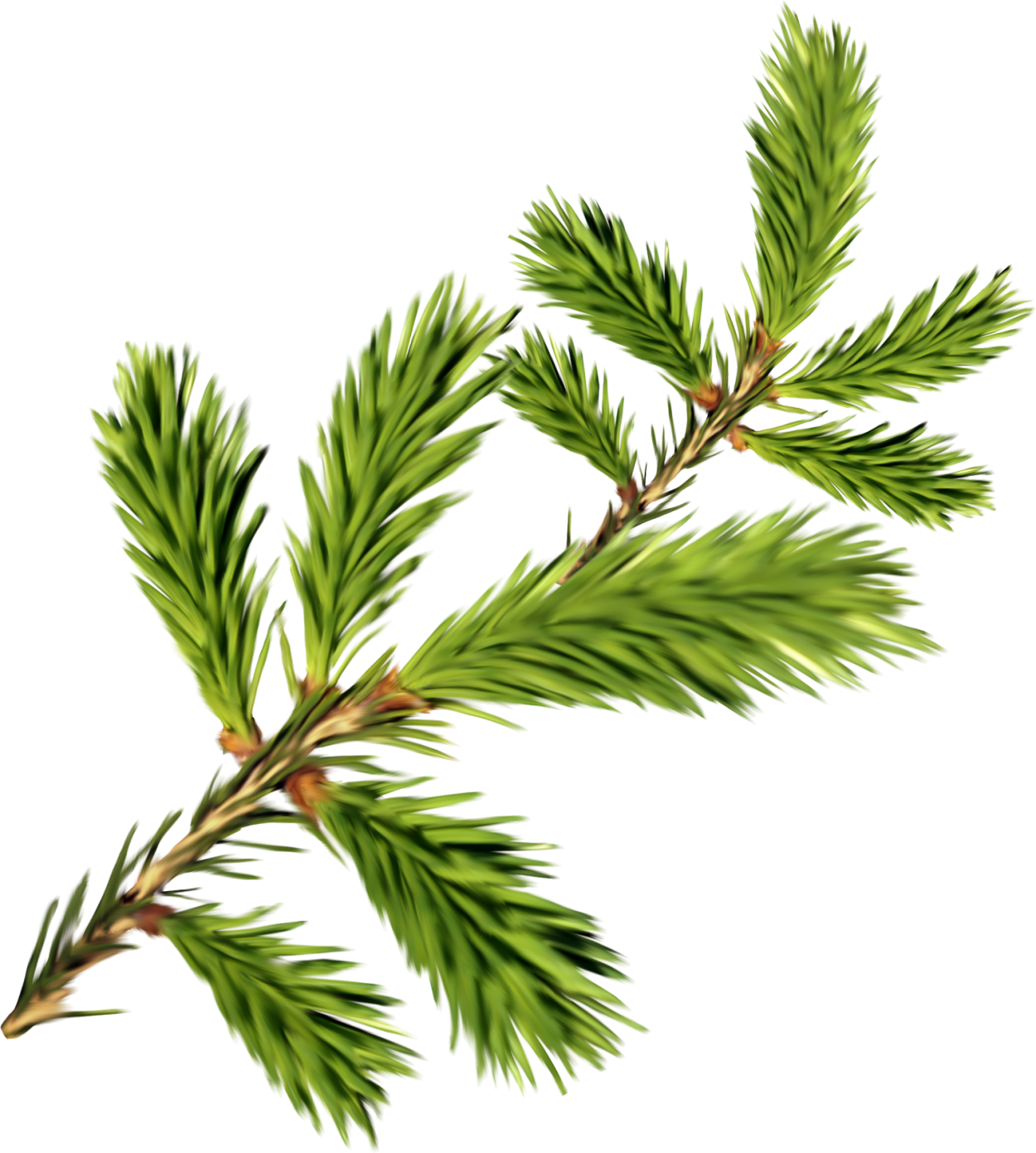 Ветка Еловая