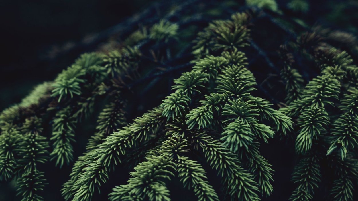 Хвоя на темном фоне