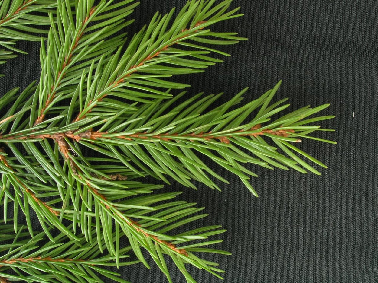 Ель обыкновенная хвоя
