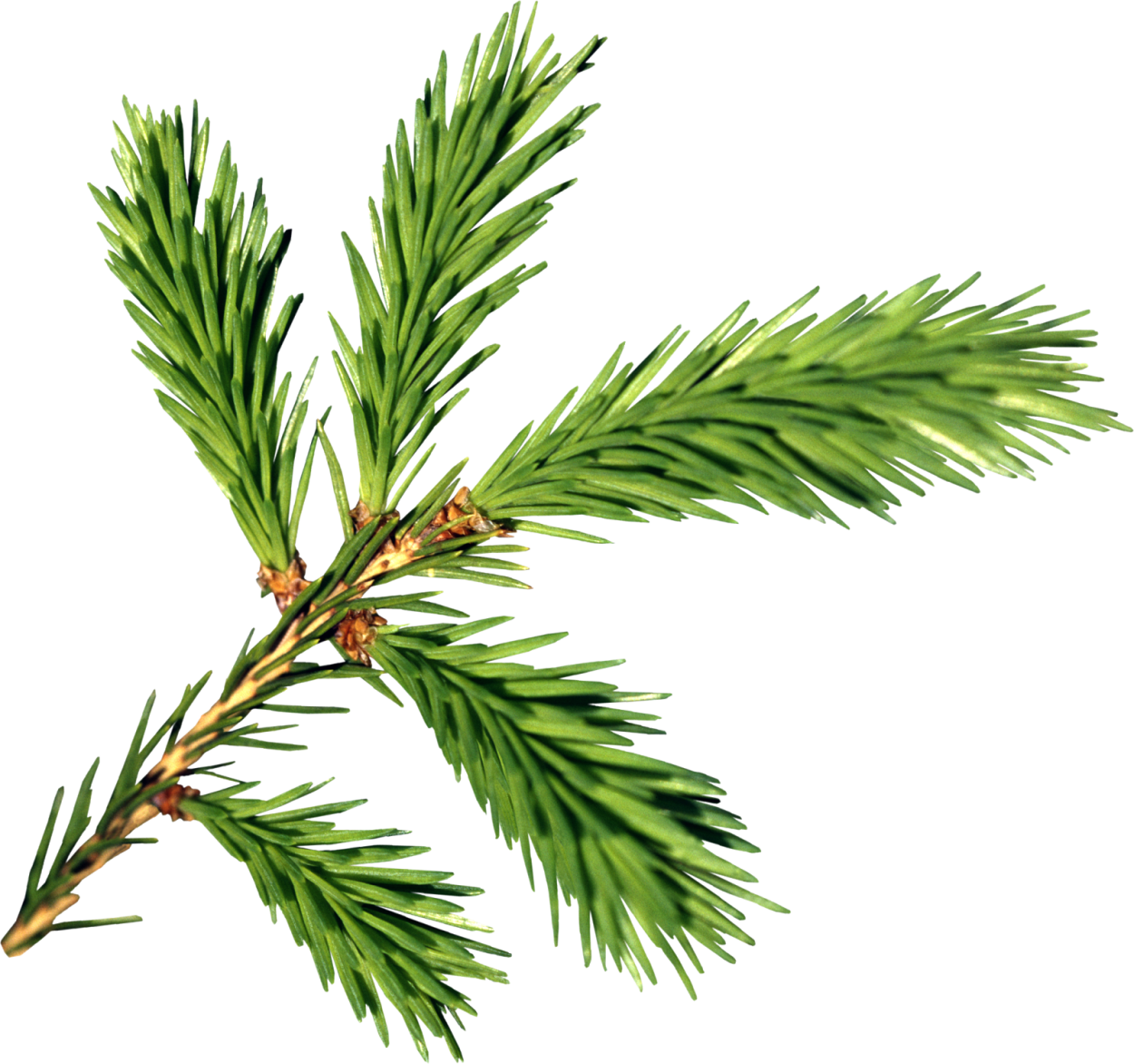 Еловая ветвь