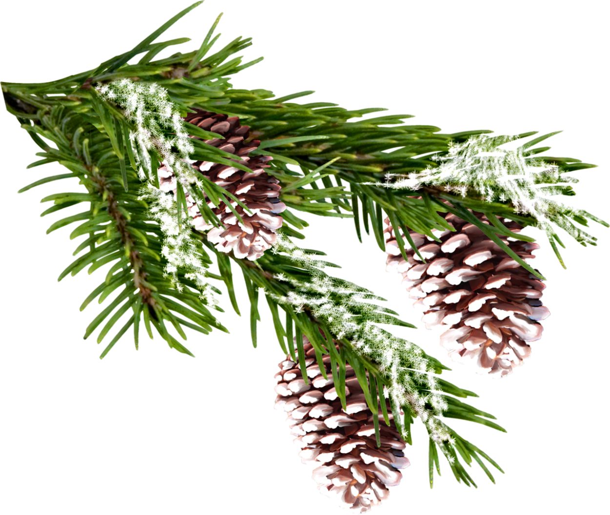 Еловая, Пихтовая, Сосновая лапы