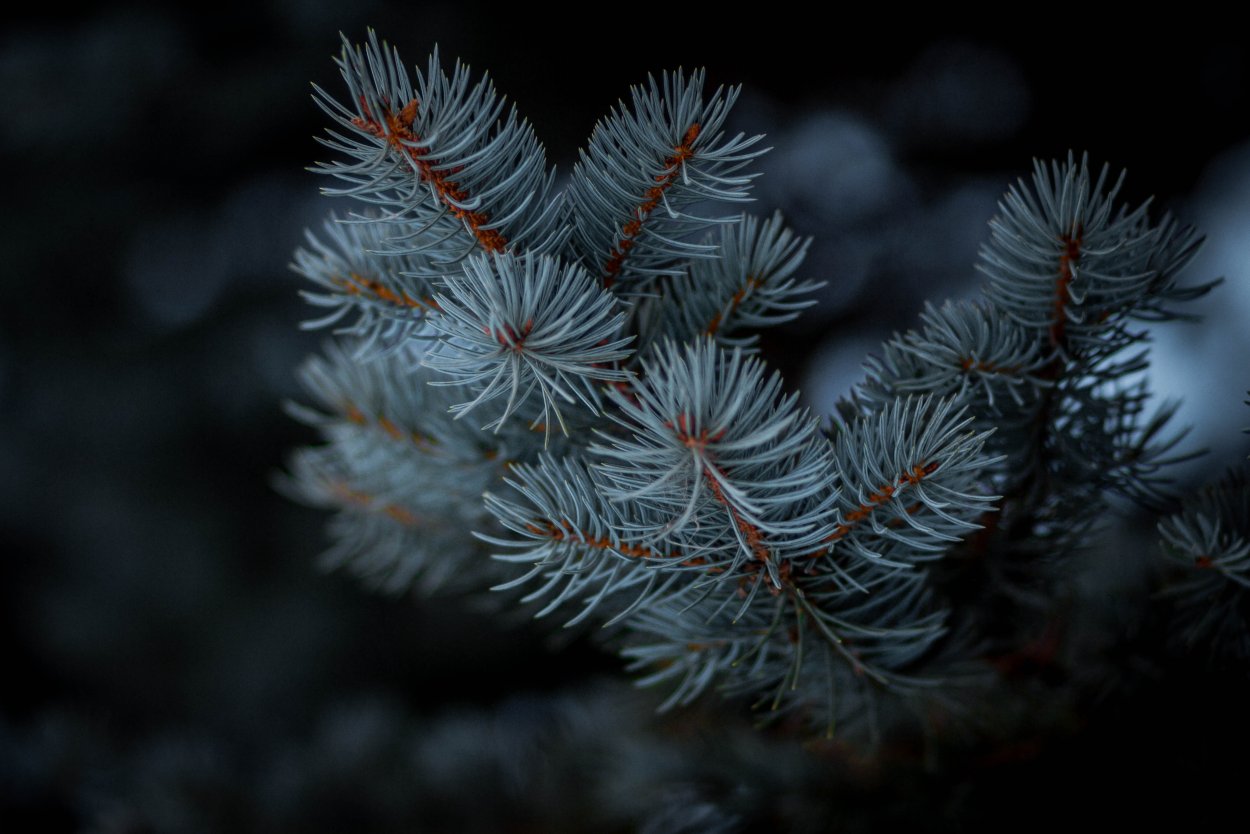 Голубая ель ветка