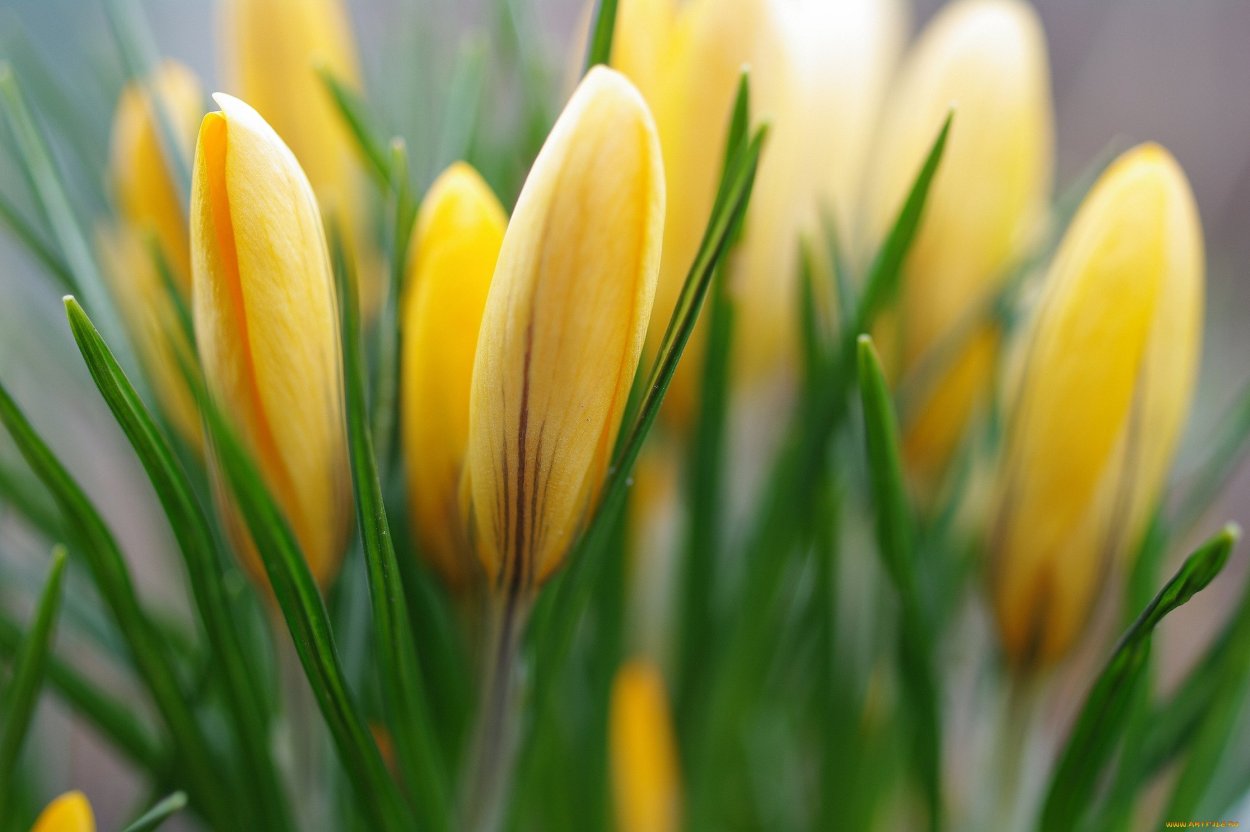 Пролески желтые цветы