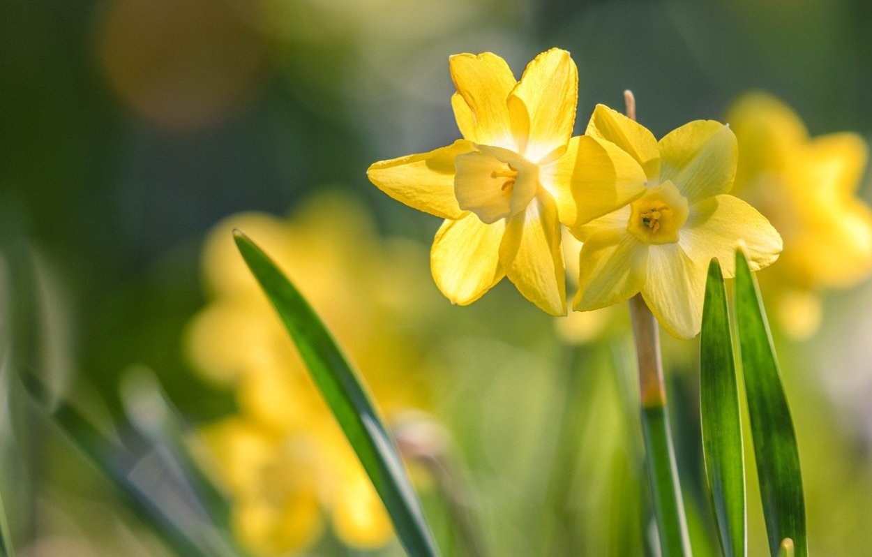 Нарцисс попай