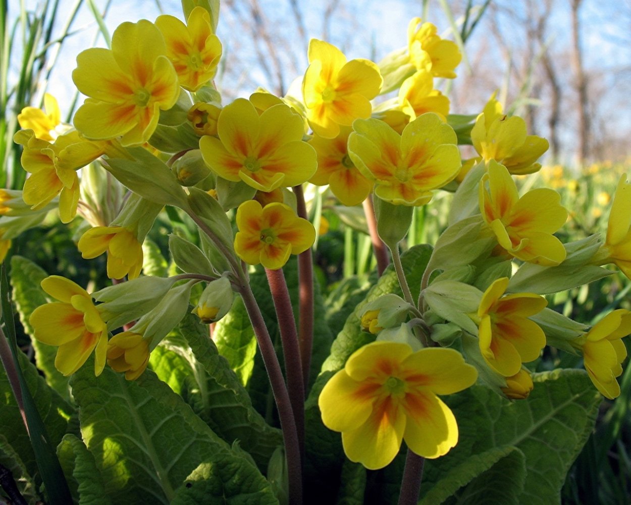 Примула обыкновенная Йеллоу