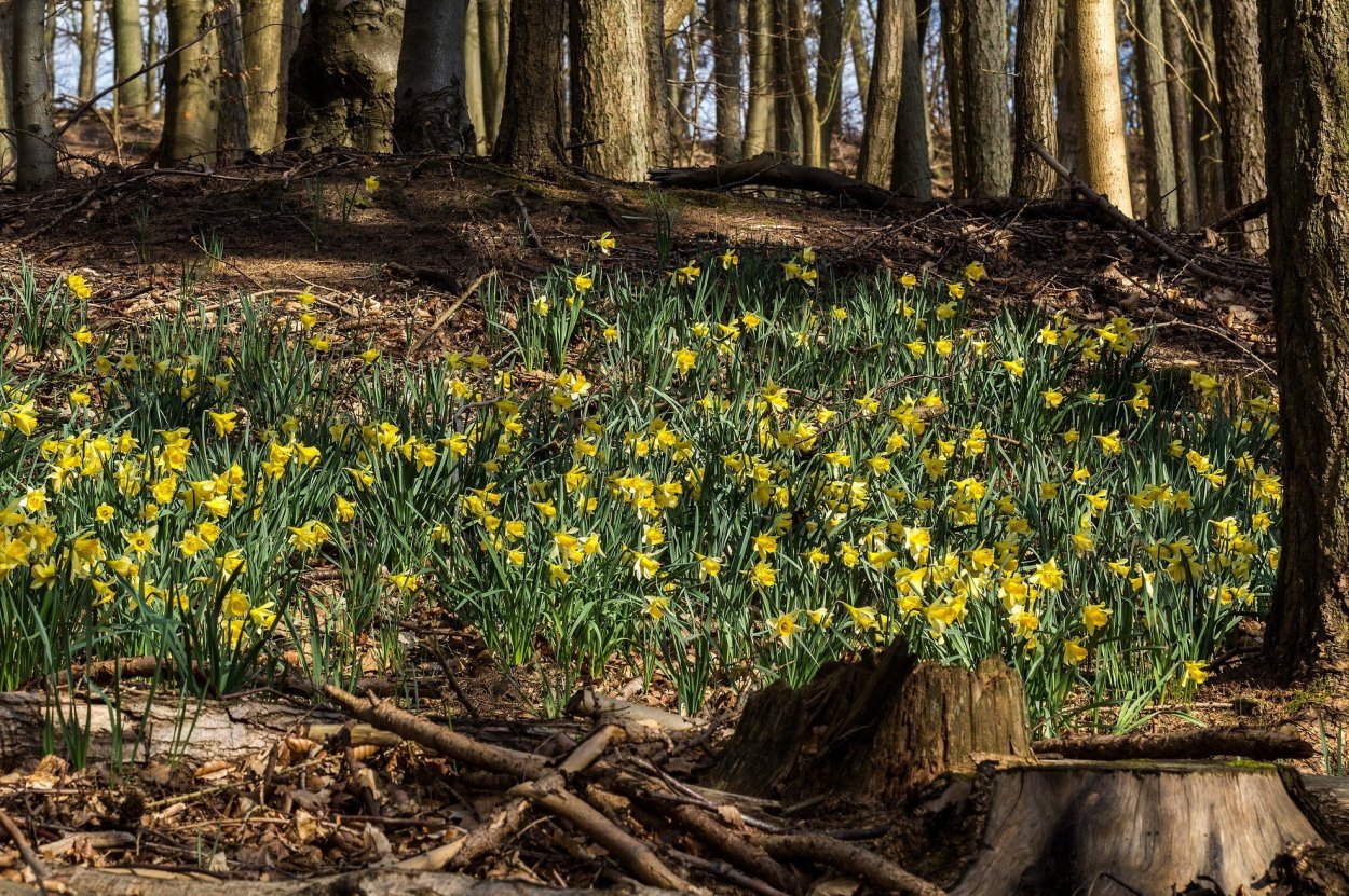 Желтые Лесные первоцветы