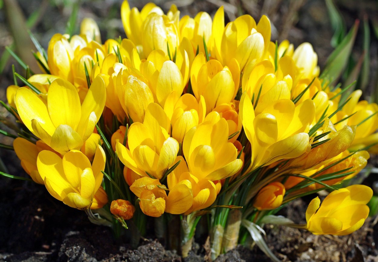 Крокус Шафран весенний