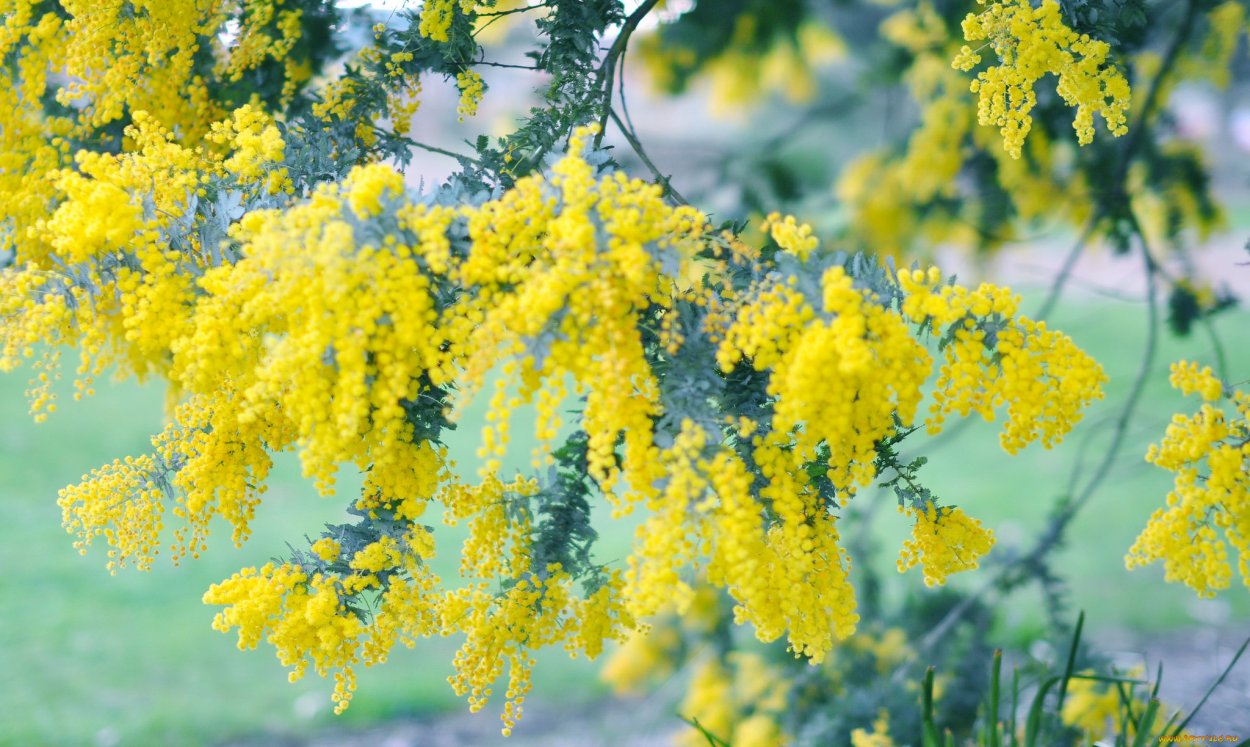 Мимоза дерево