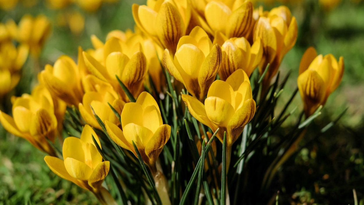 Крокус весенний желтый