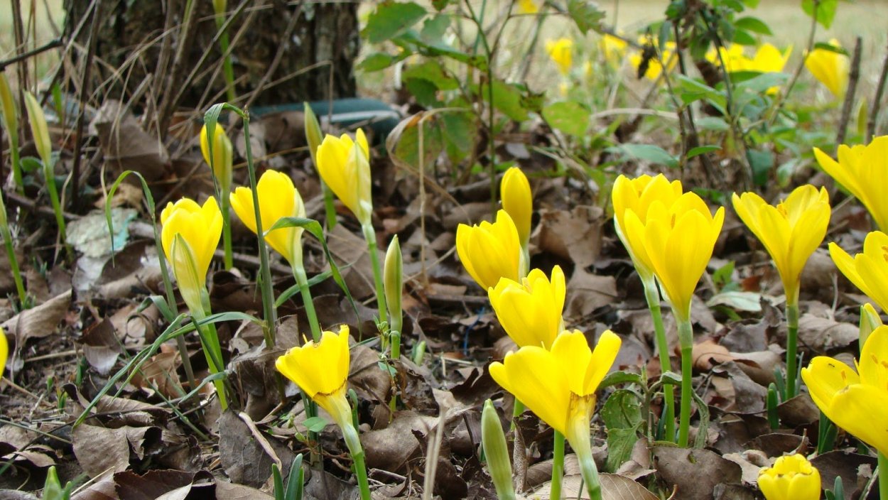 Первые весенние растения
