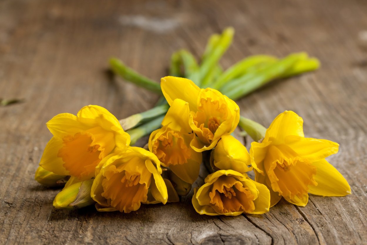 Букет желтых нарциссов