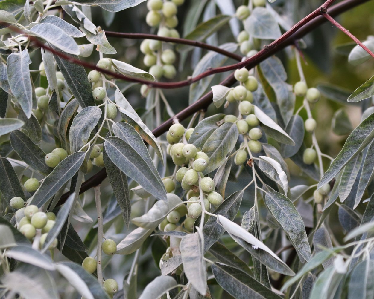 Лох серебристый (Elaeagnus argentea)