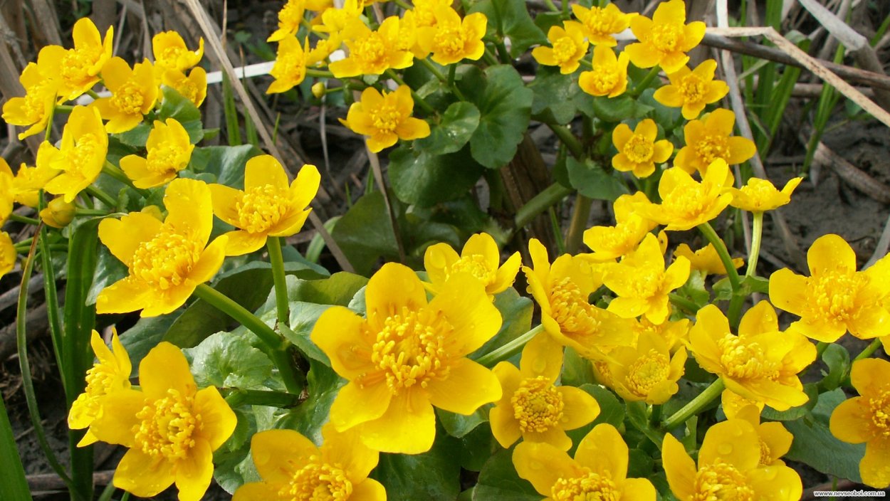 Желтые цветочки в апреле