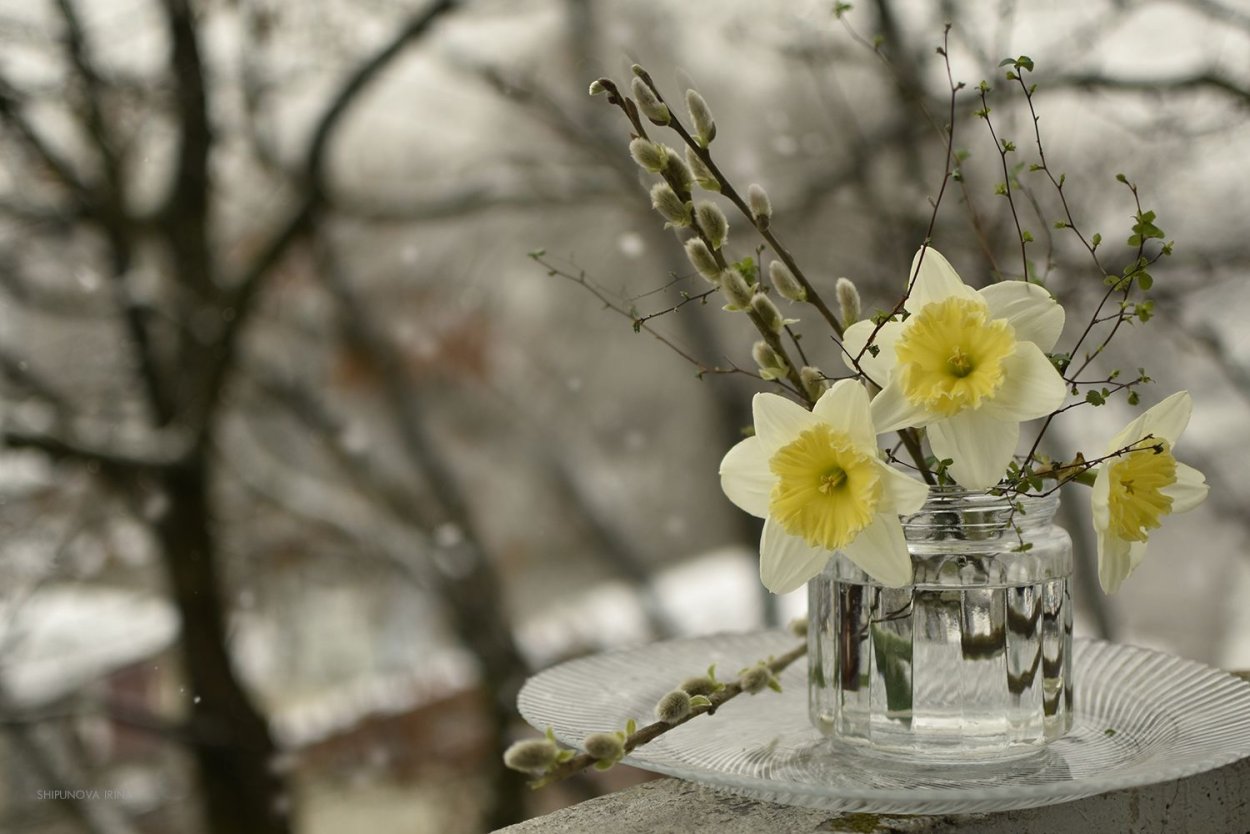 Верба и нарциссы