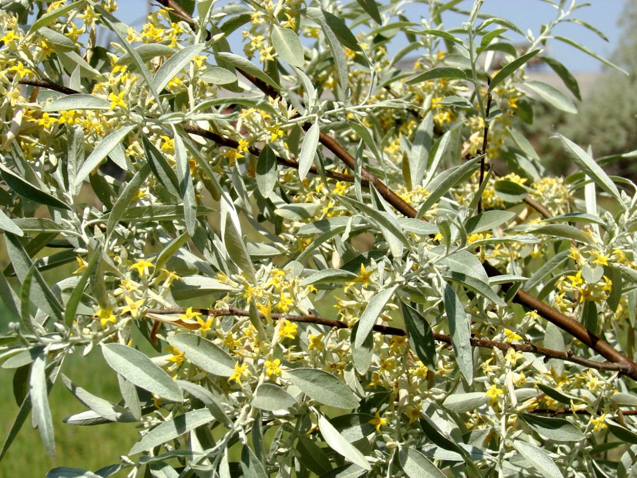 Унаби Джида