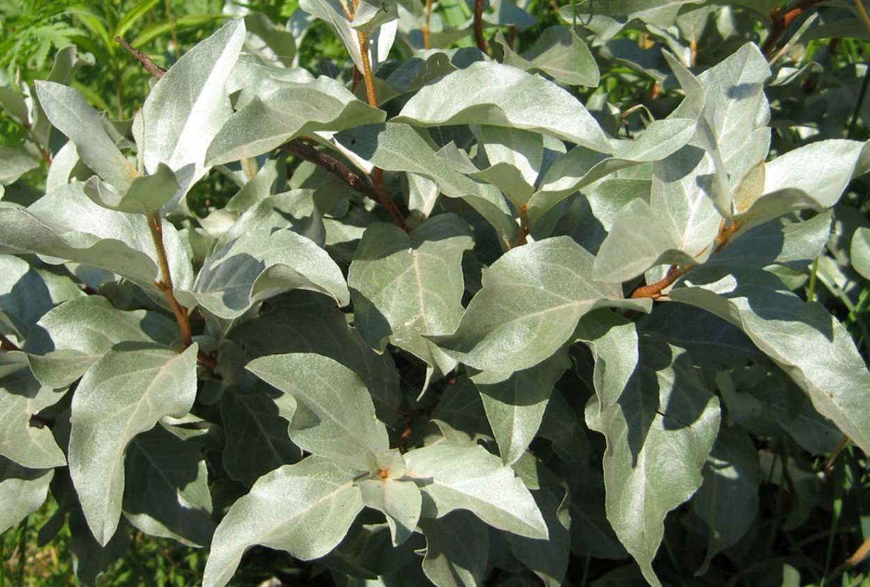 Лох узколистный Ангустифолия