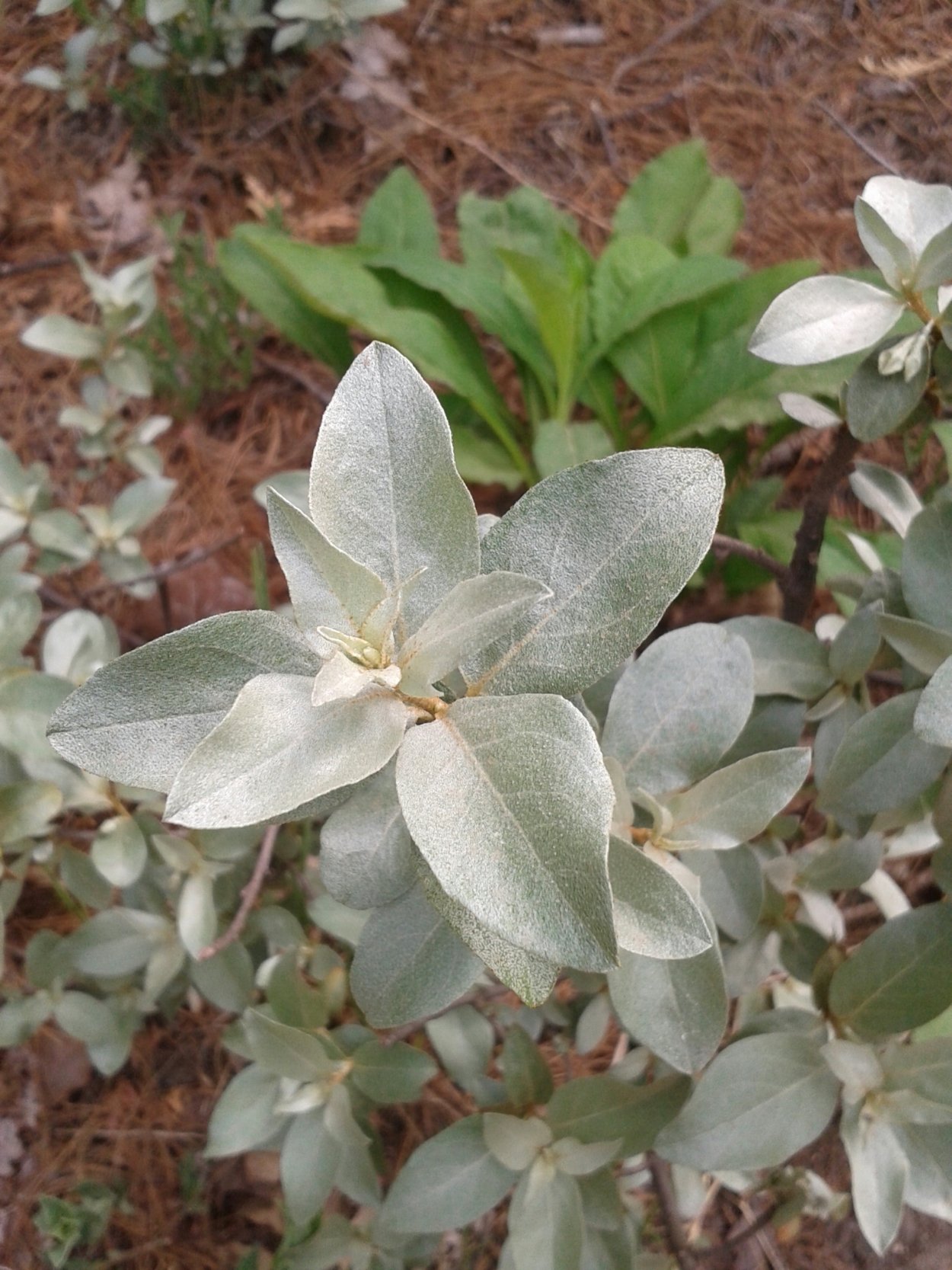 Лох серебристый (Elaeagnus commutata)