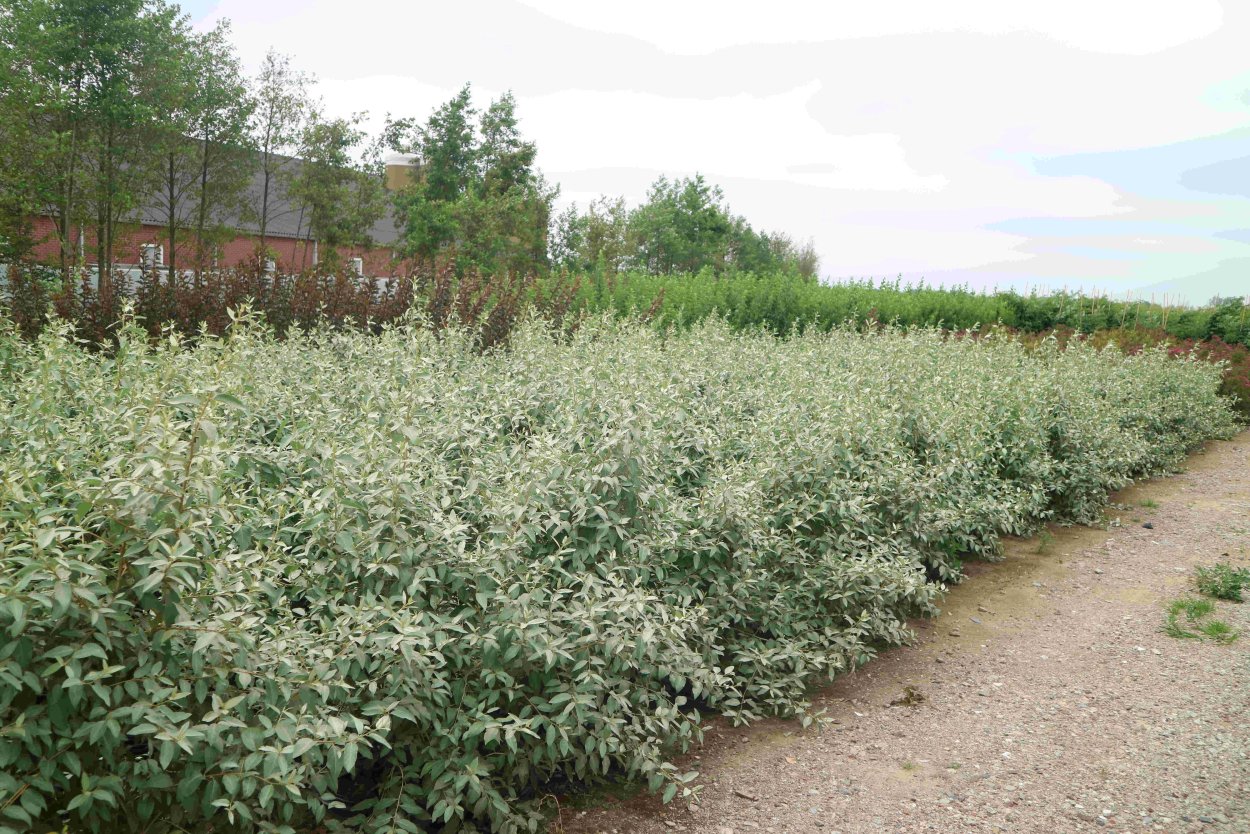 Лох узколистный кустарник