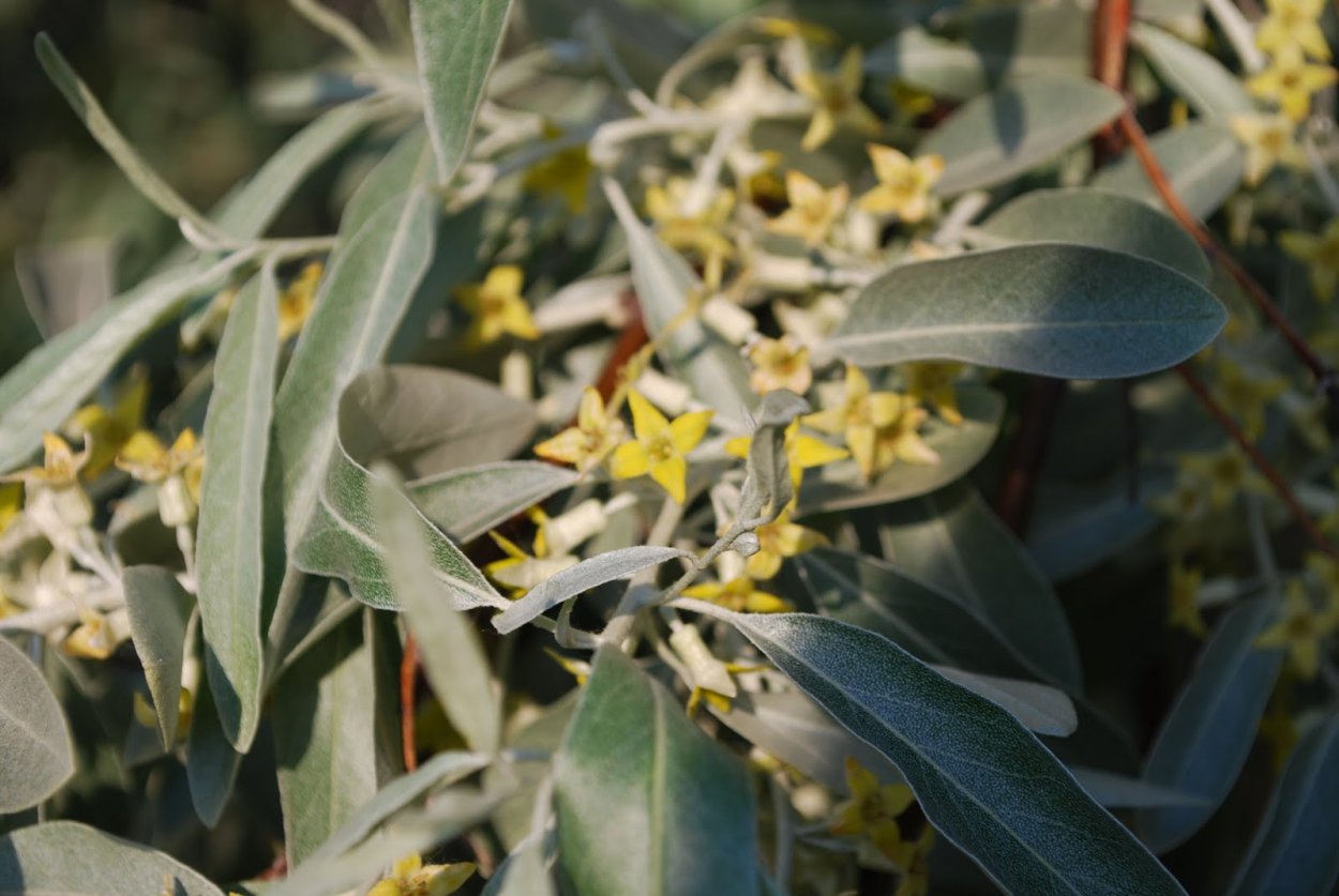 Лох узколистный Elaeagnus