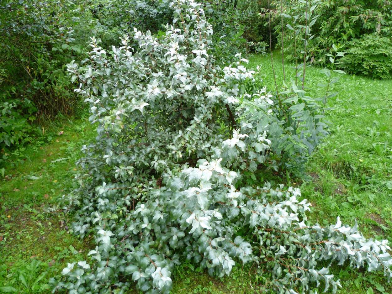 Лох узколистный крона