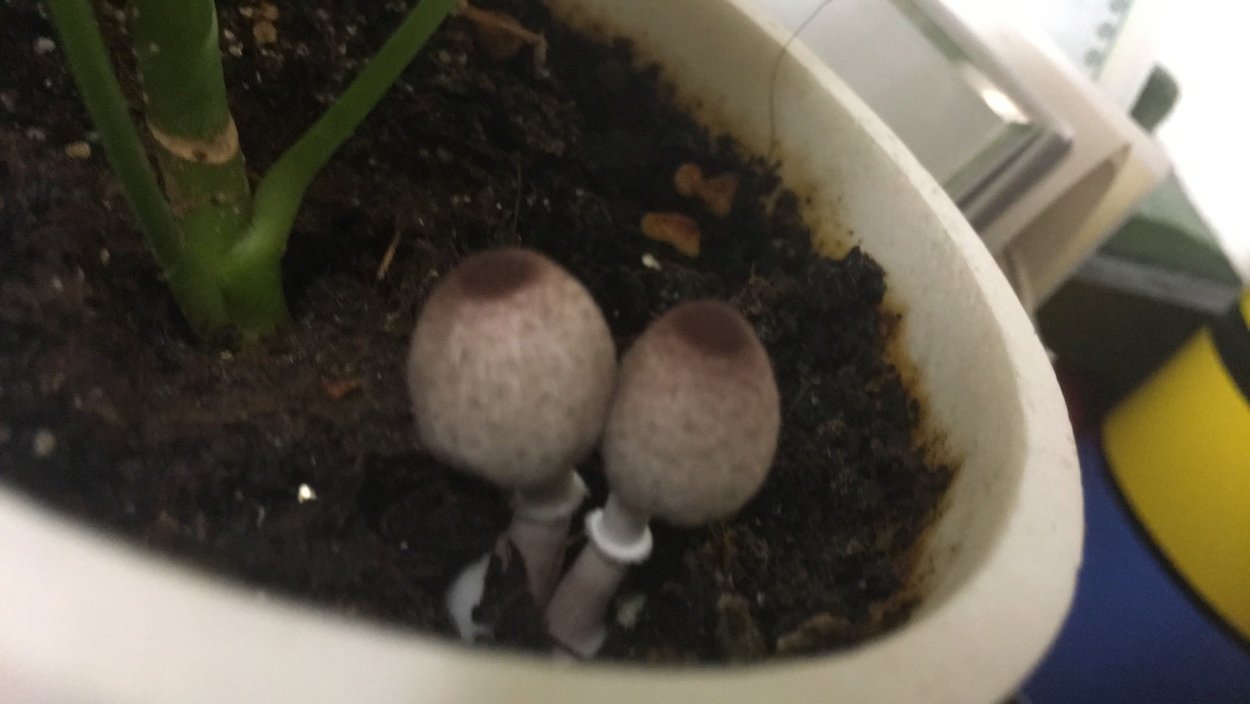 Гриб Белонавозник Бирнбаума