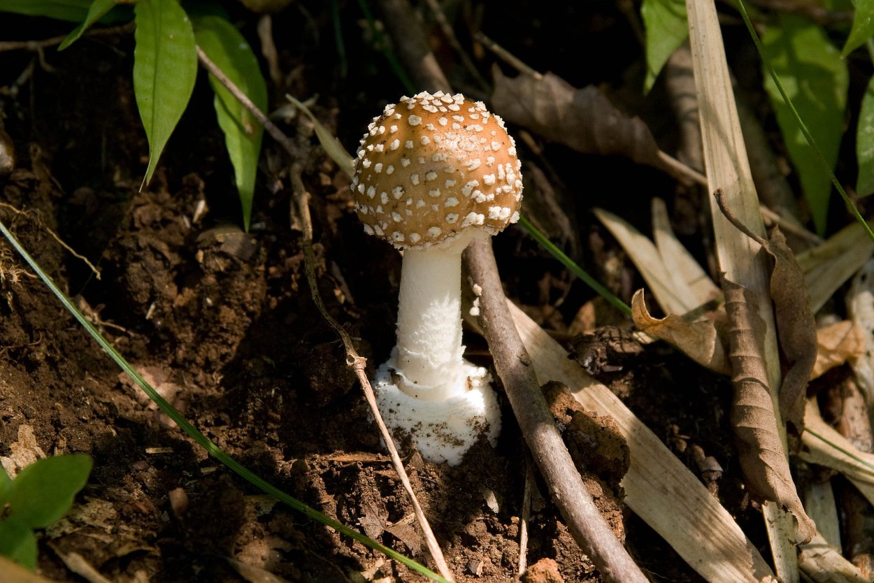 Мицена волосистая