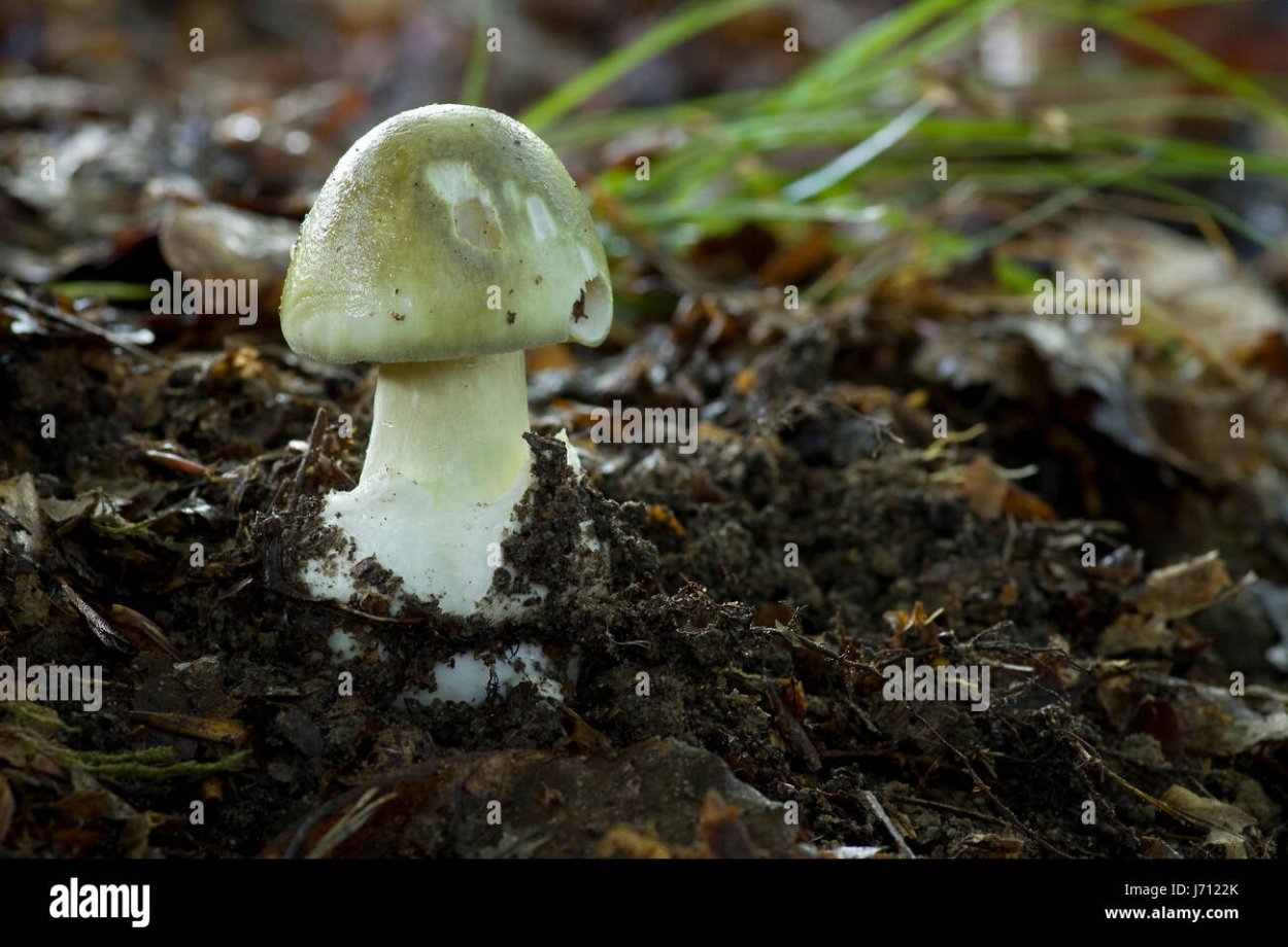 Грибы на длинной ножке