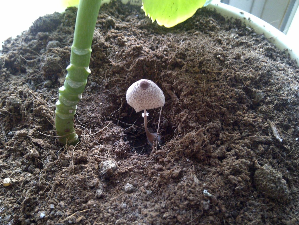 Поганка в цветочном горшке