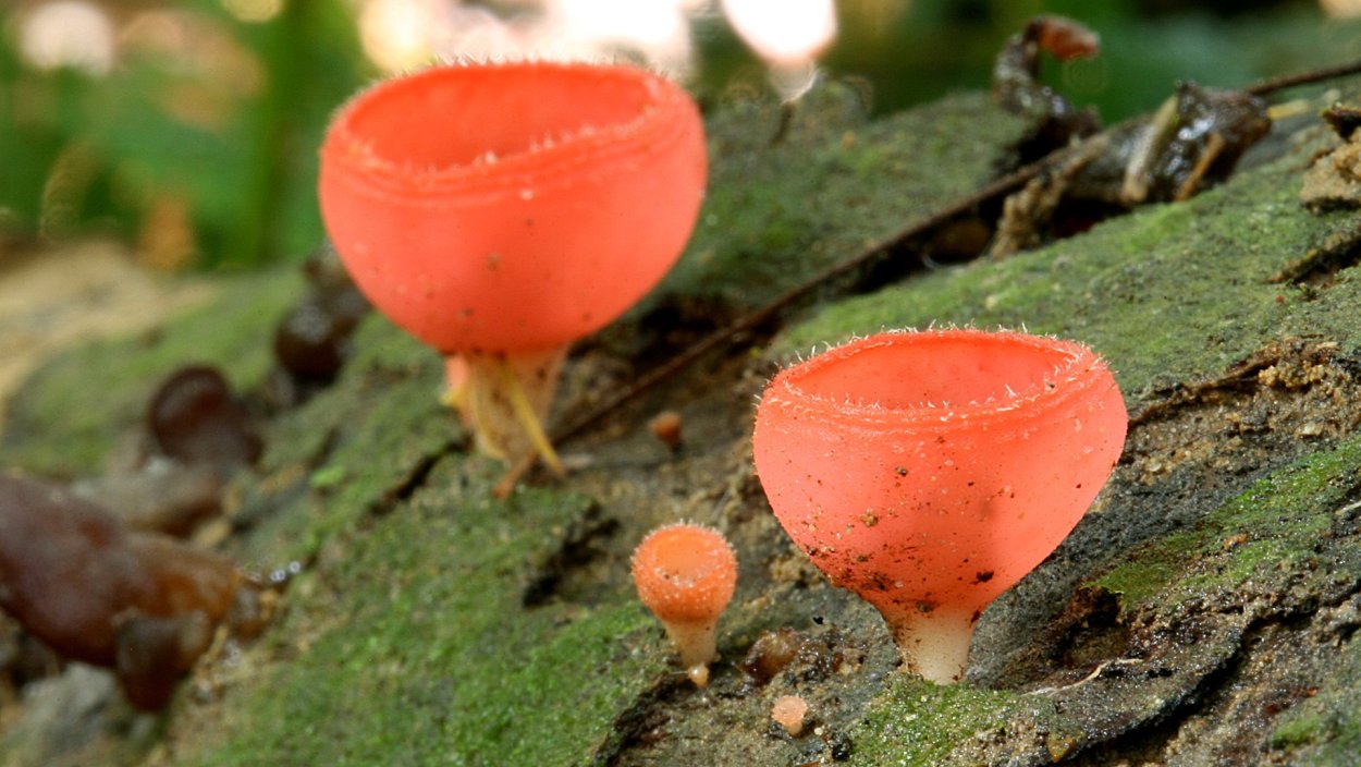 Amanita bisporigera мухомор
