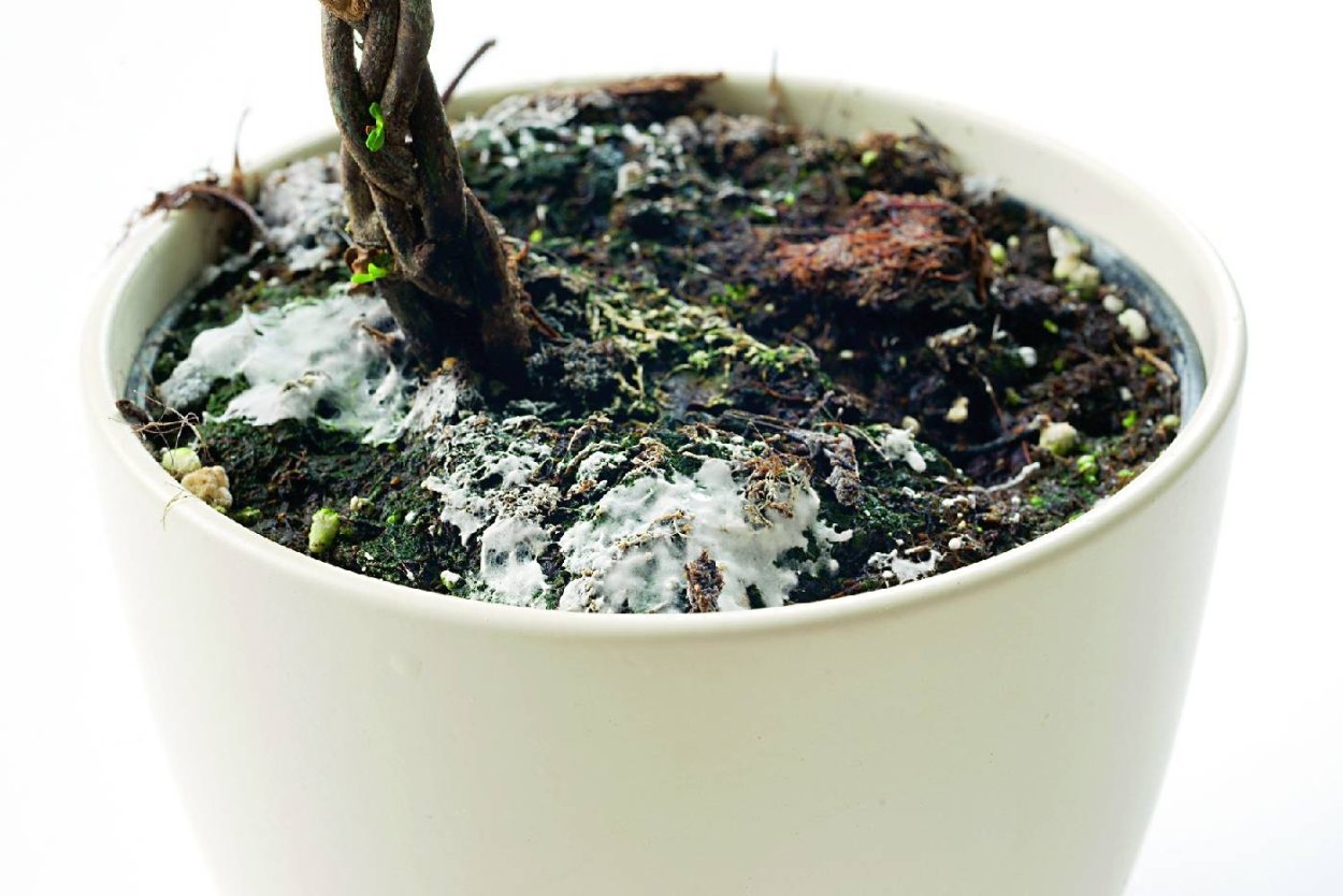 Kelpiko грибные светильники