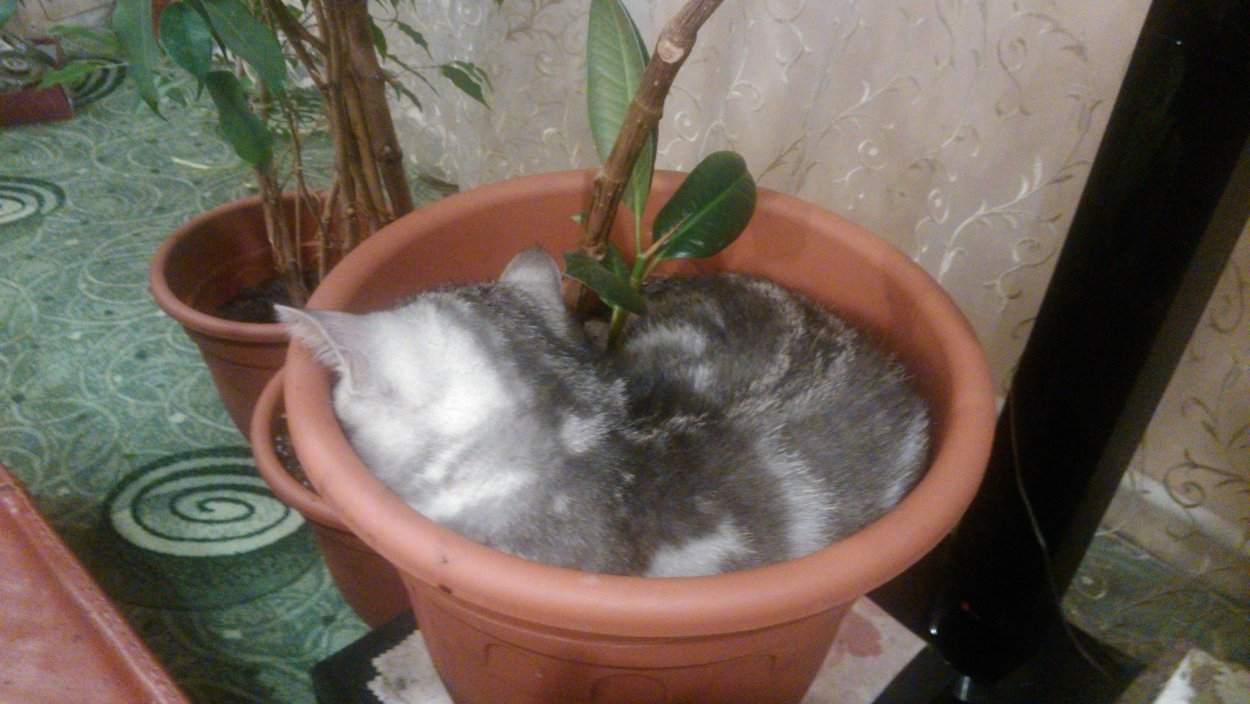 Грибы в огороде поганки