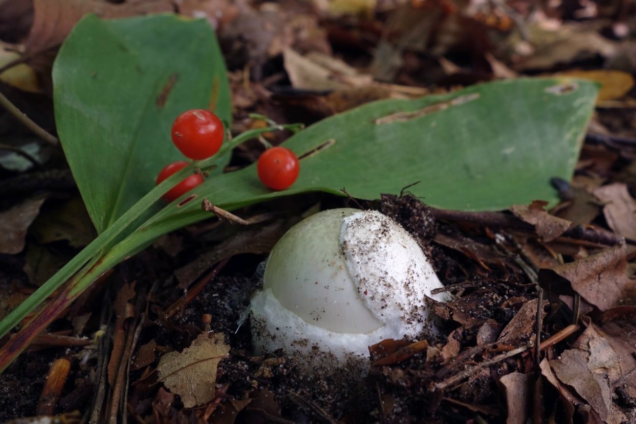 Суккуленты в разбитом горшке