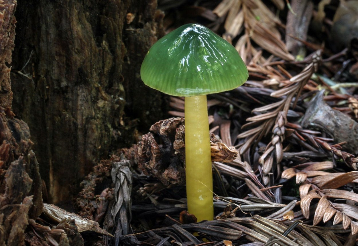 Поганки из полимерной глины