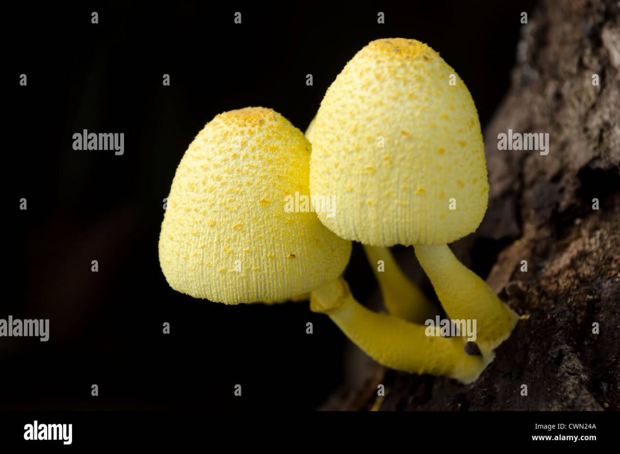 Желтые грибы в цветочном горшке