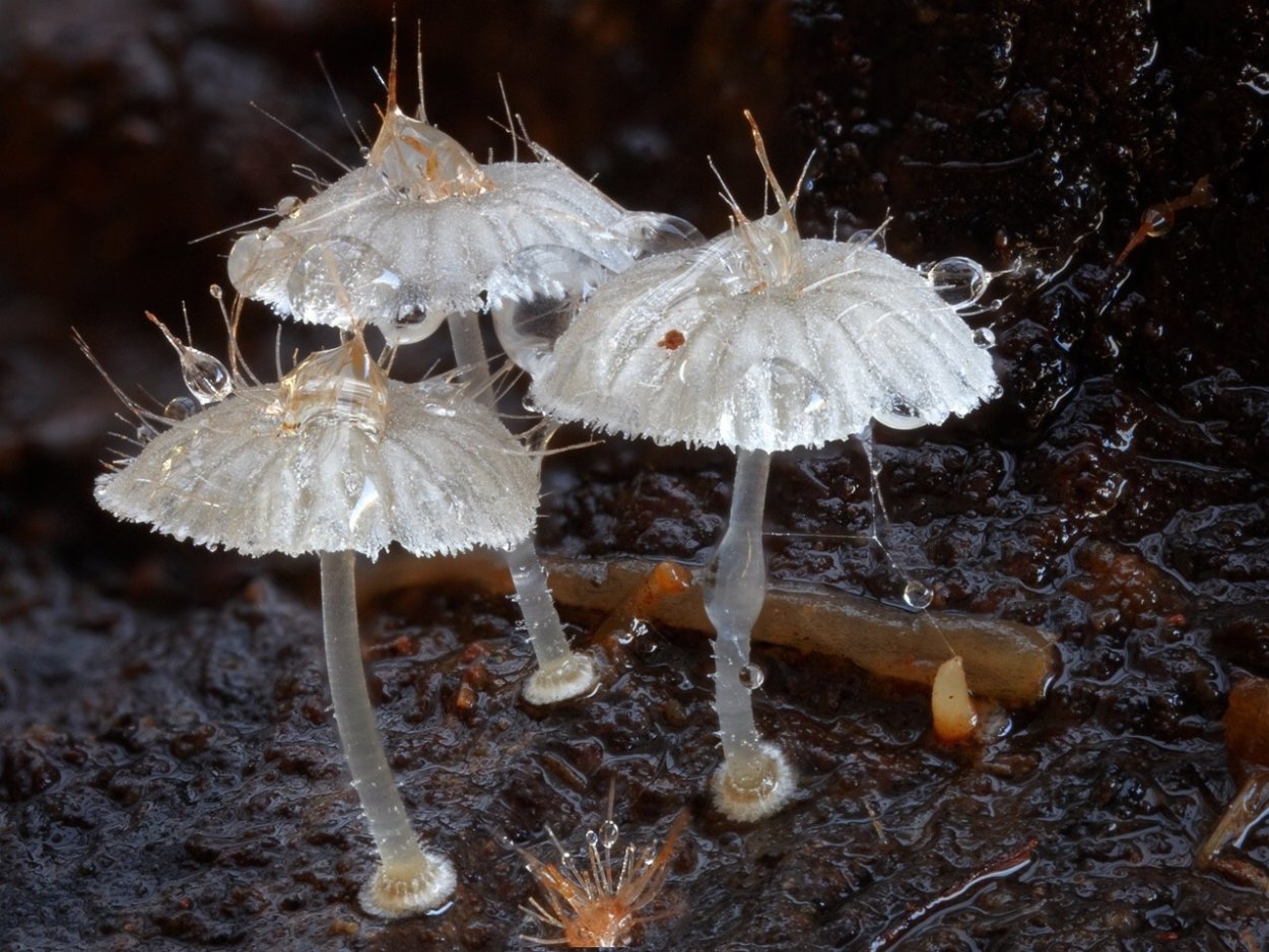 Дождевик гриб споры